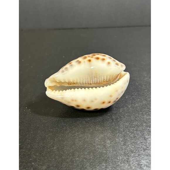 Vintage Tiger Cowrie Shell Cypraea Tigris Spotted Seashell Nautical Beach Decor - Picture 6 of 8